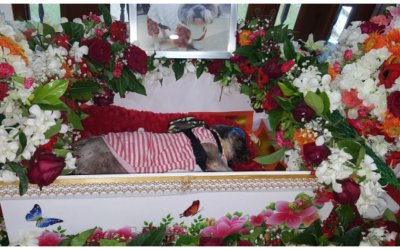 Las personas que gastan una fortuna en los funerales de sus mascotas