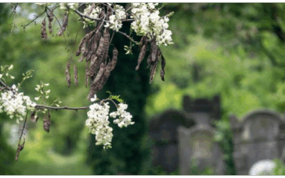 Una nueva guía explora cómo los cementerios pueden conservar la flora local