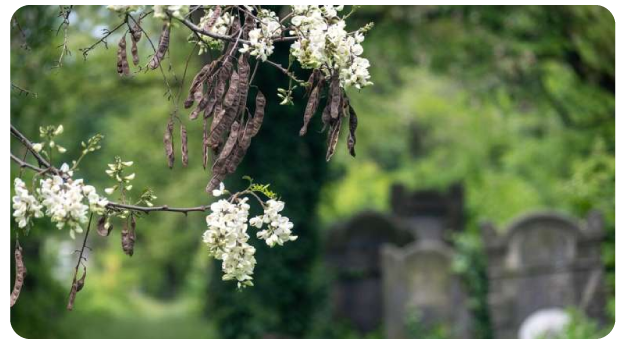 Una nueva guía explora cómo los cementerios pueden conservar la flora local