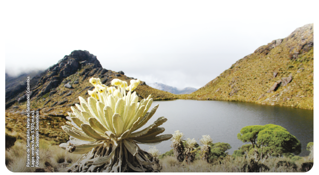 Una forma ecológica de honrar la vida